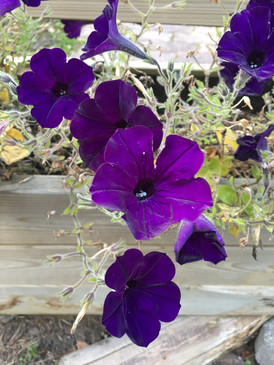"Colors are the smiles of nature"
- Leigh Hunt