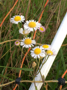 "Bloom where you are planted."
- Anonymous