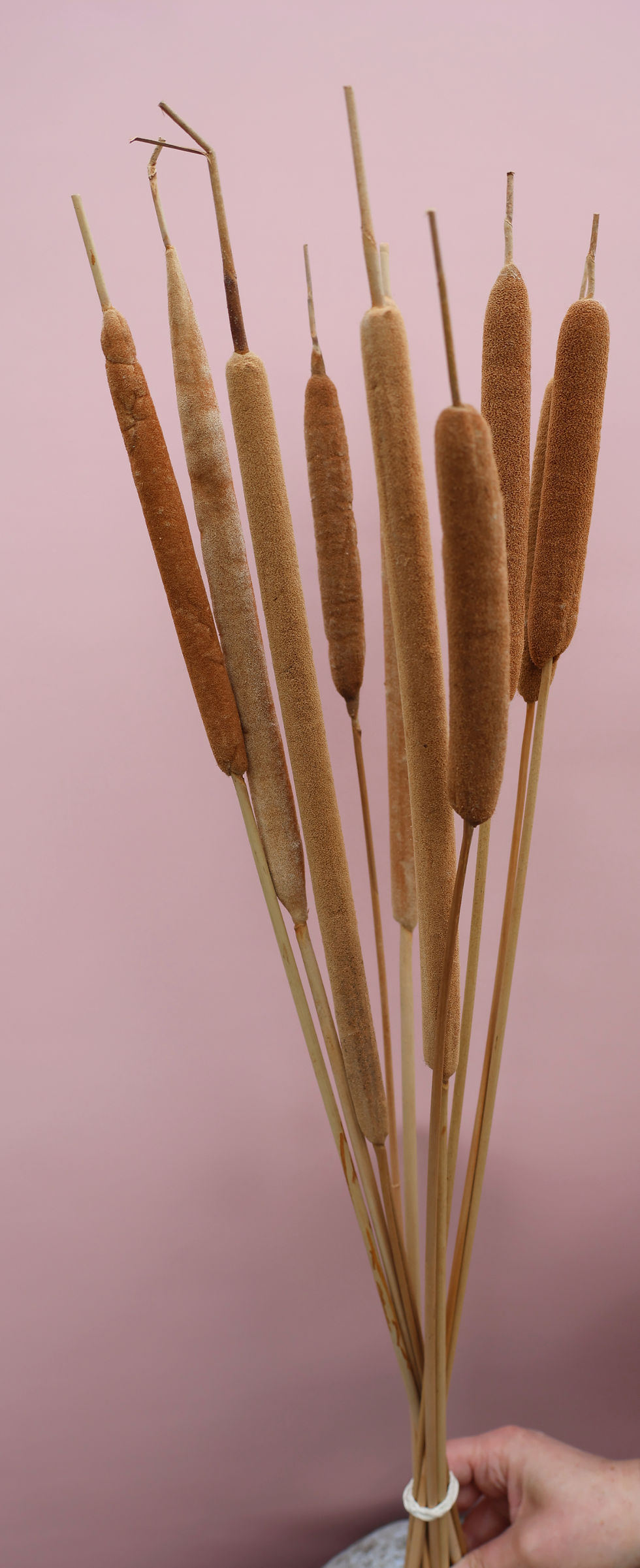 Miniaturbild: Dried Flowers Ireland Typha large 10pc natural brown tall dried flowers forvases