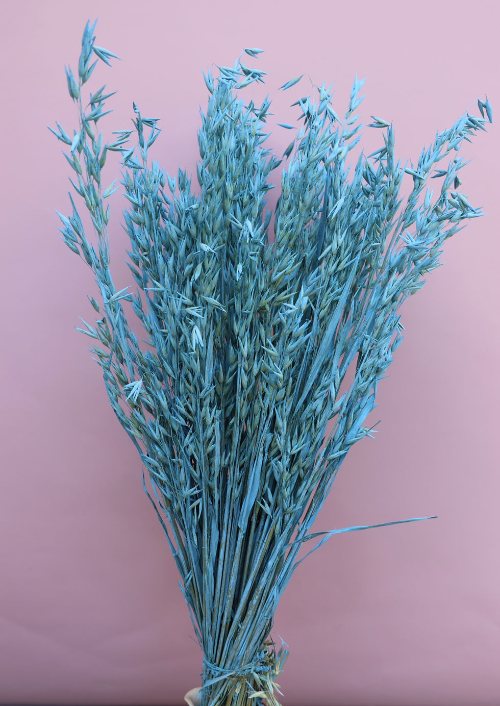 ''Dried Haver Avena Blue'' Grass Foliage Florist