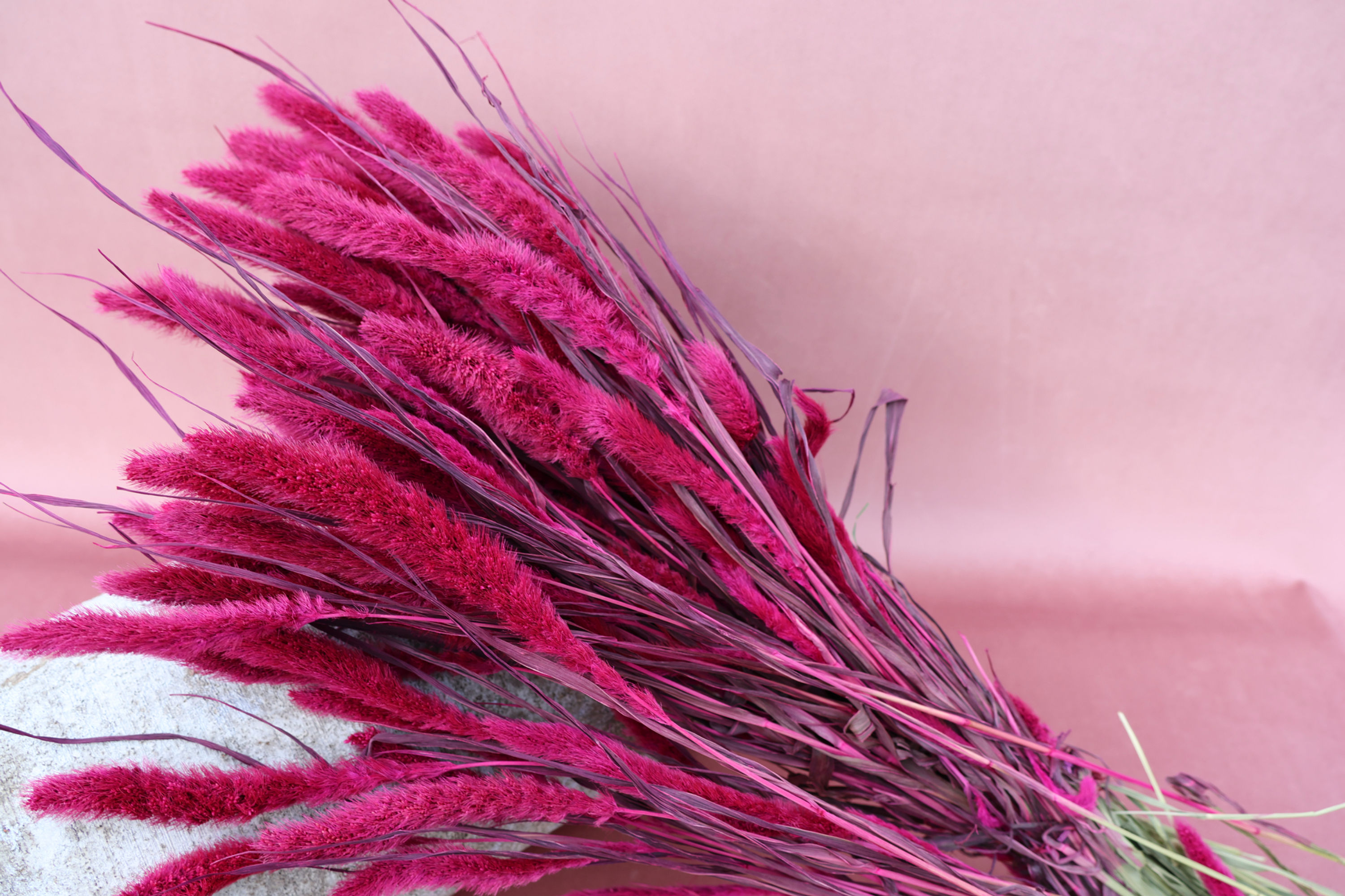 Setarea cerise dried grasses