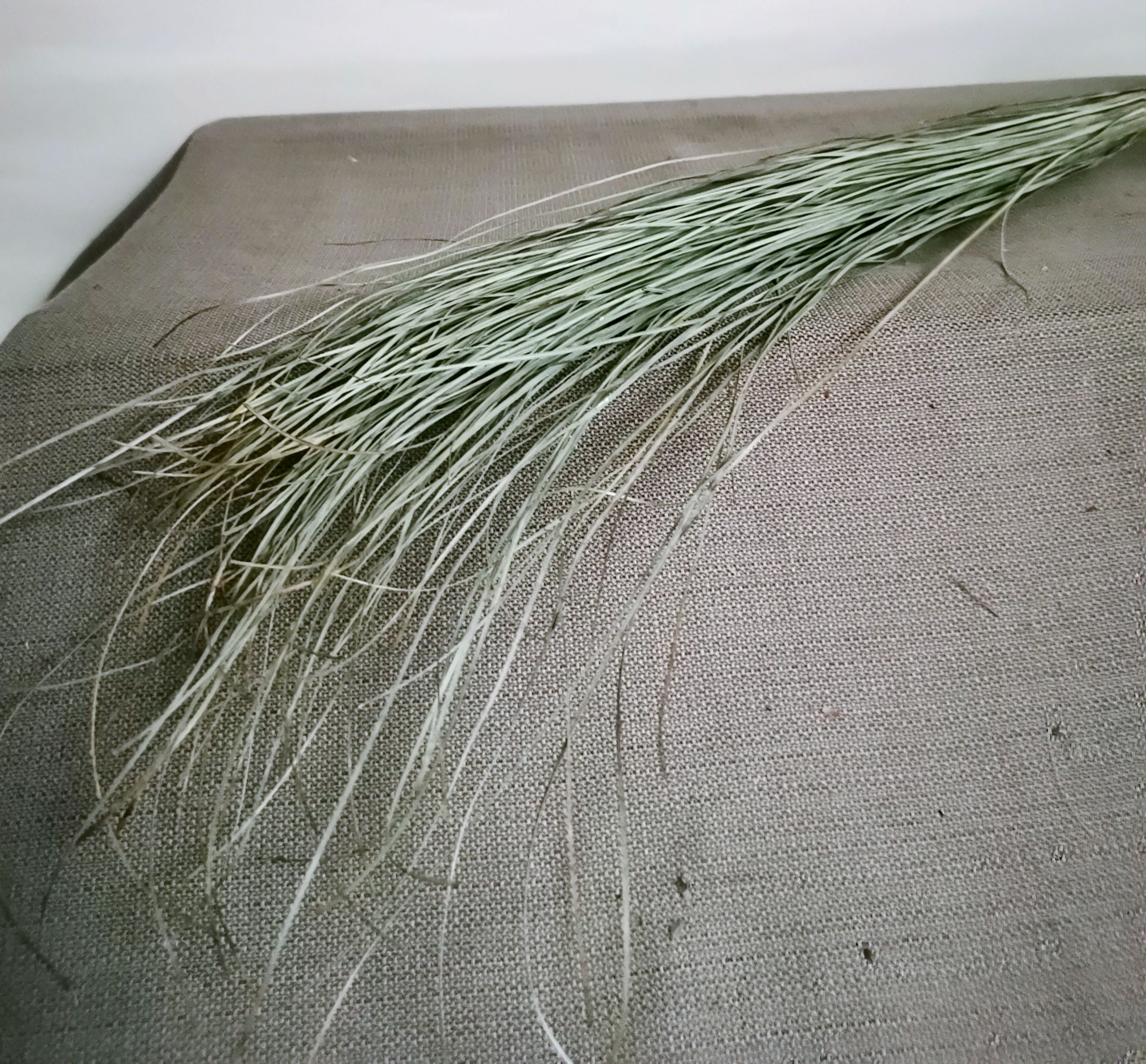 Dried Long Grass Natural Green Foliage for Bouquet Bunch Front View
