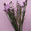 Miniaturbild: Dried Flowers Ireland bunch  Statice natural pink