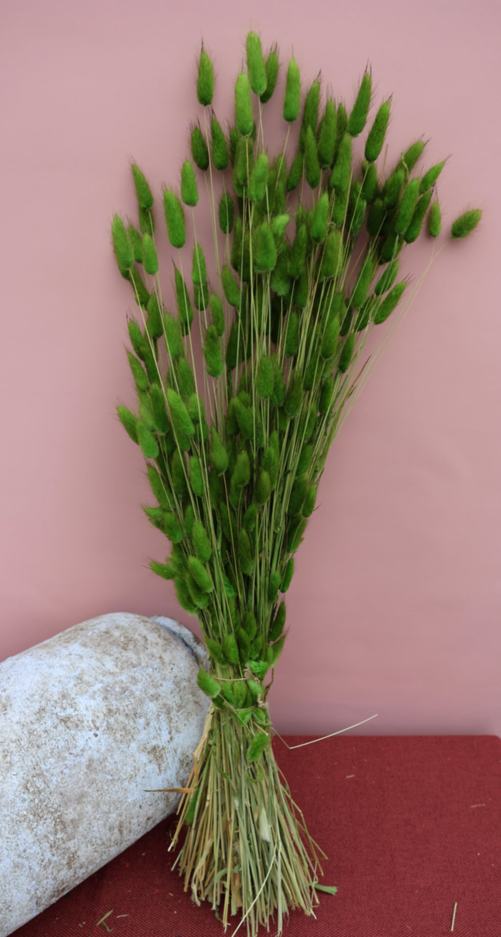 Miniaturbild: Dried Flowers Ireland Lagurus ovatus green Bunny tail tall bunch for vans DIY