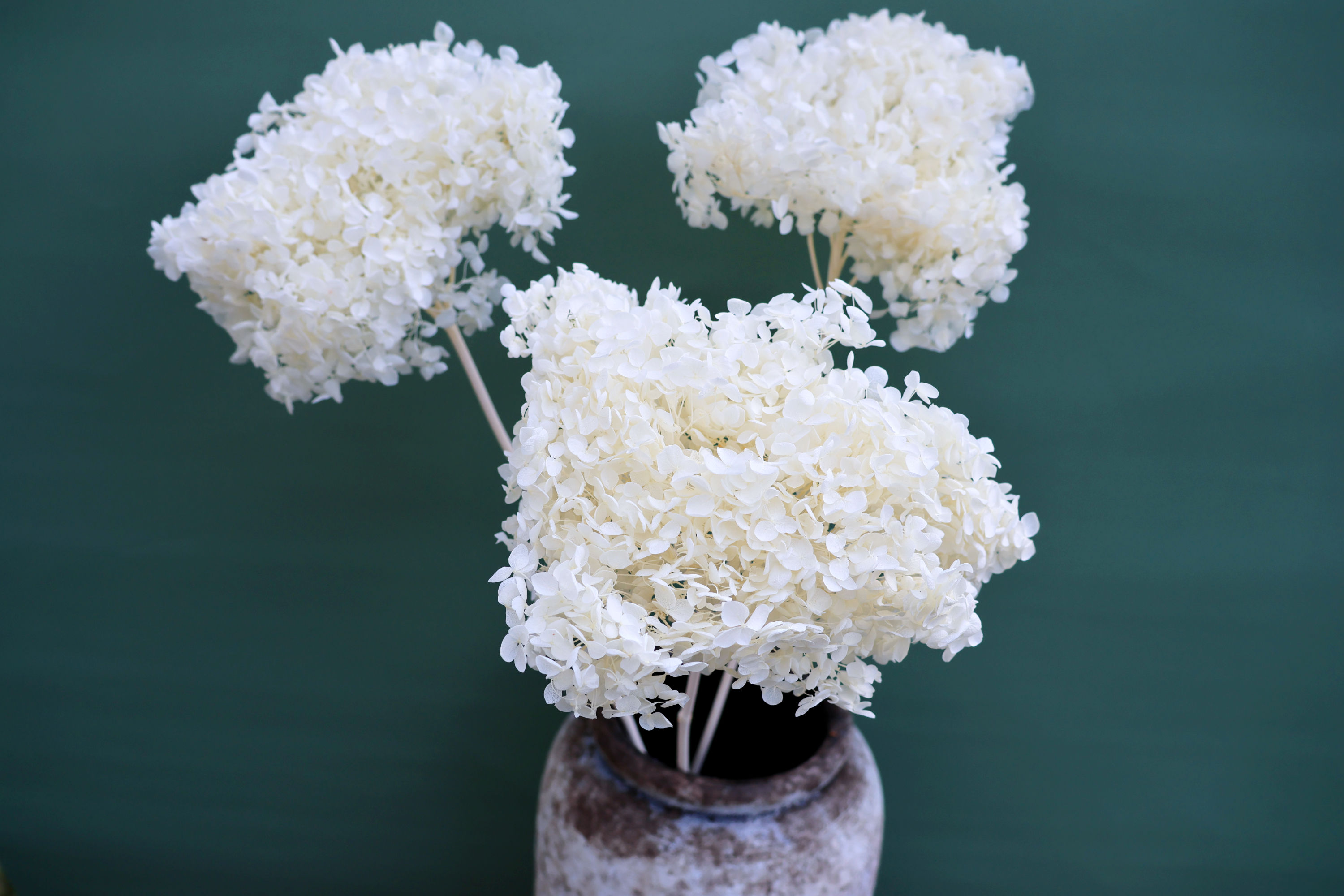 Hydrangea pres 3pc white Timeless Elegance Dried flowers