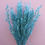 Miniaturbild: ''Dried Haver Avena Blue'' Grass Foliage Florist