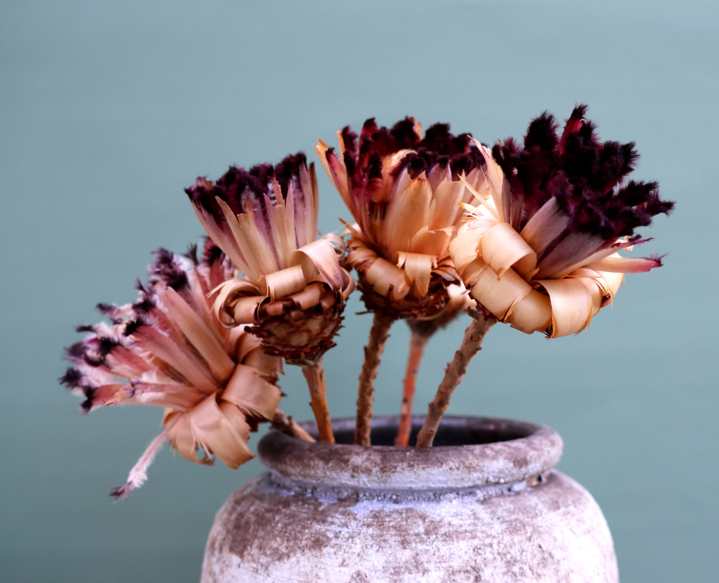 Dried Flowers Protea neriifolia 5pc natural Decor