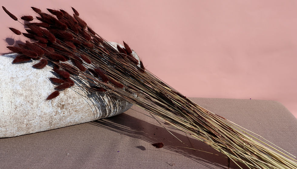 Miniaturbild: Dried Flowers Lagurus Ovatus deep brown Bundy Tail
