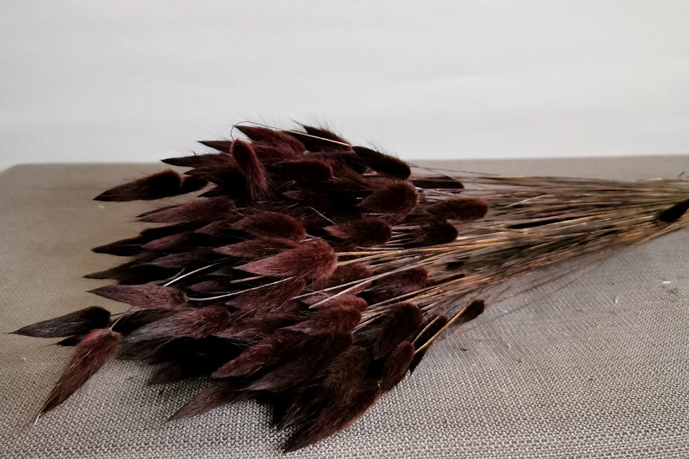 Miniature : Dried Flowers Lagurus Ovatus deep brown Bundy Tail Front View