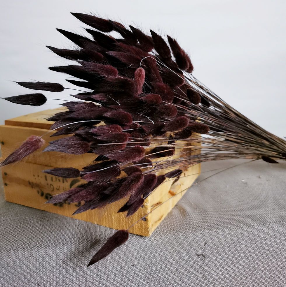Miniaturbild: Dried Flowers Lagurus Ovatus deep brown Bundy Tail Front View