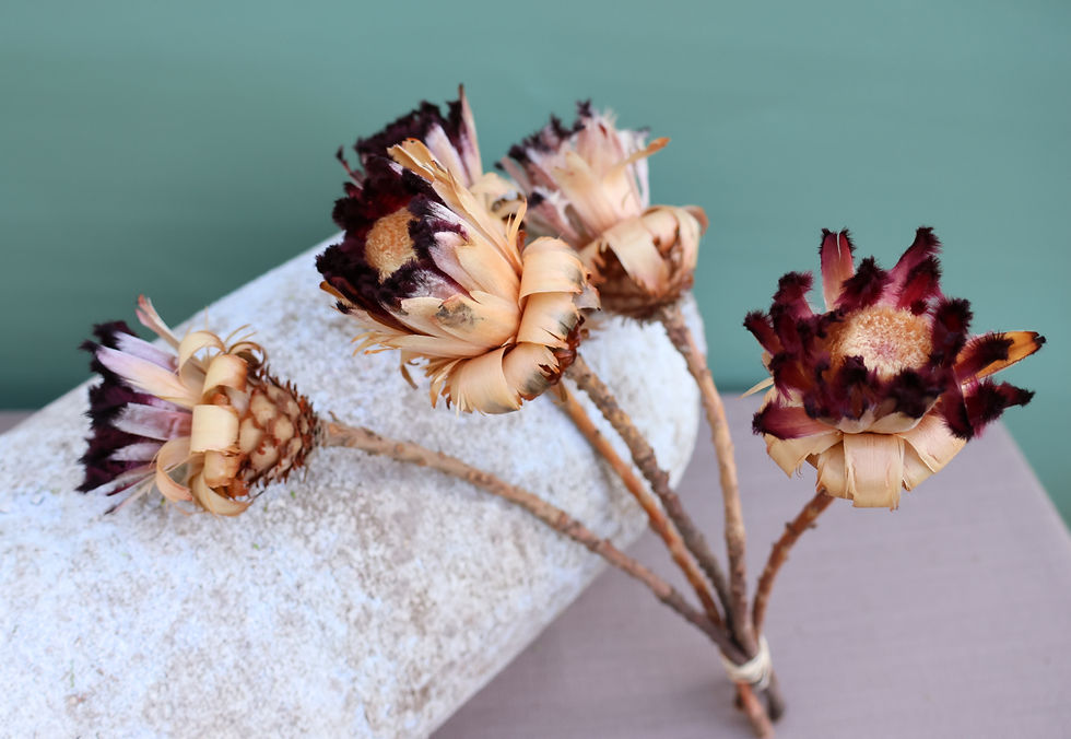 Thumbnail: Dried Flowers Protea neriifolia 5pc natural Decor