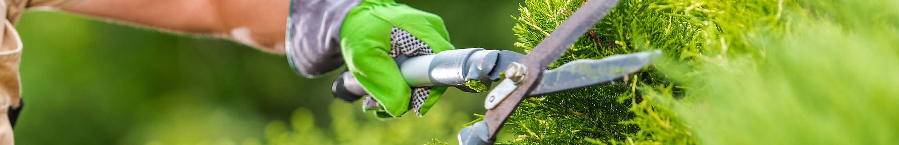 Jardinero podando setos en comunidad de vecinos.