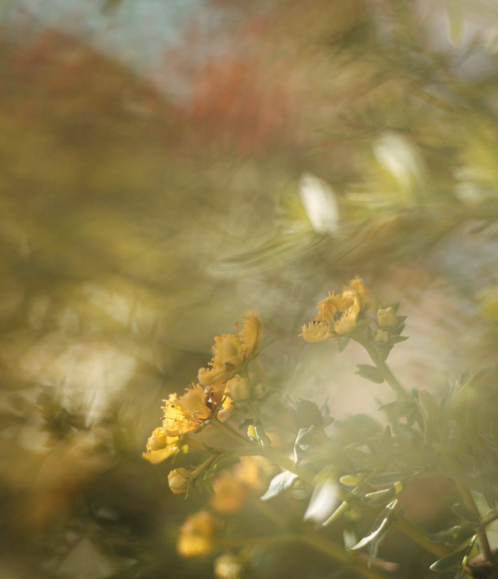 Bachblüten.png