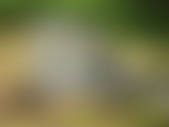 The Murder Ballad Still Echoing in The Hills: The Story Behind “Tom Dooley”