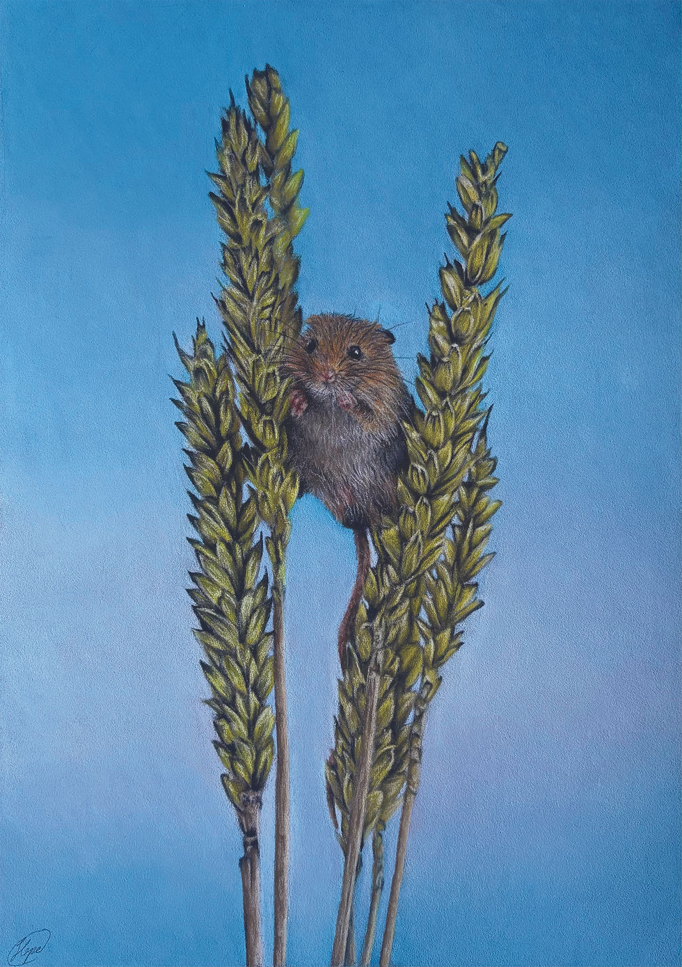 Thumbnail: On the Lookout - Harvest Mouse A5 Print
