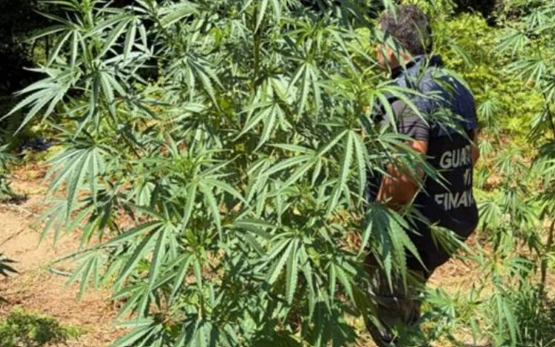 Scoperta piantagione di marijuana nel Cosentino: sequestrate 53 piante, valore stimato oltre 200mila euro