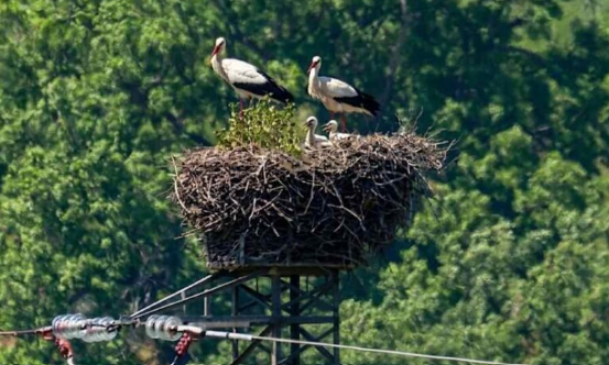 Valle del Crati, nati i primi cicognini: cresce la presenza della Cicogna bianca