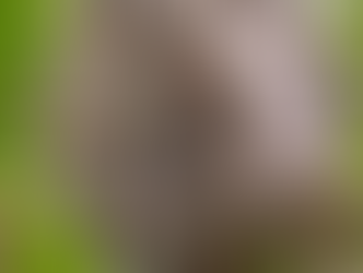 Emergenza processionaria a Cosenza: al via la rimozione dei nidi, priorità a scuole e parchi