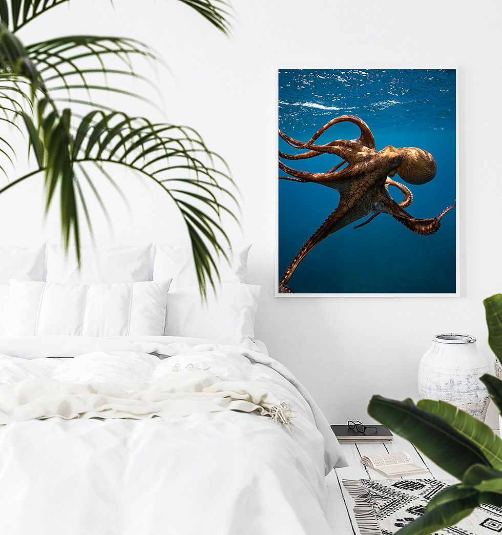 Thumbnail: Octopus Photography Print for Beach House Wall Decor
