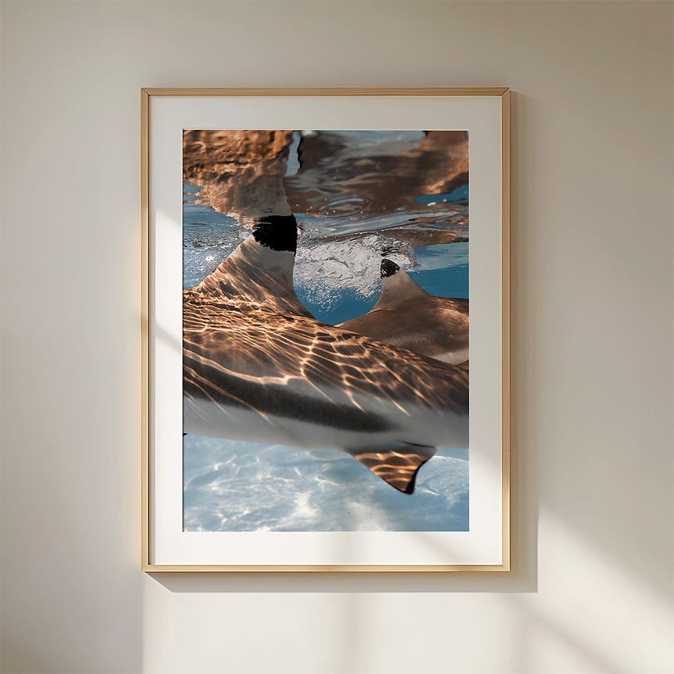 Blacktip reef shark swimming gracefully through crystal-clear blue waters in Moorea, French Polynesia, captured in a fine art