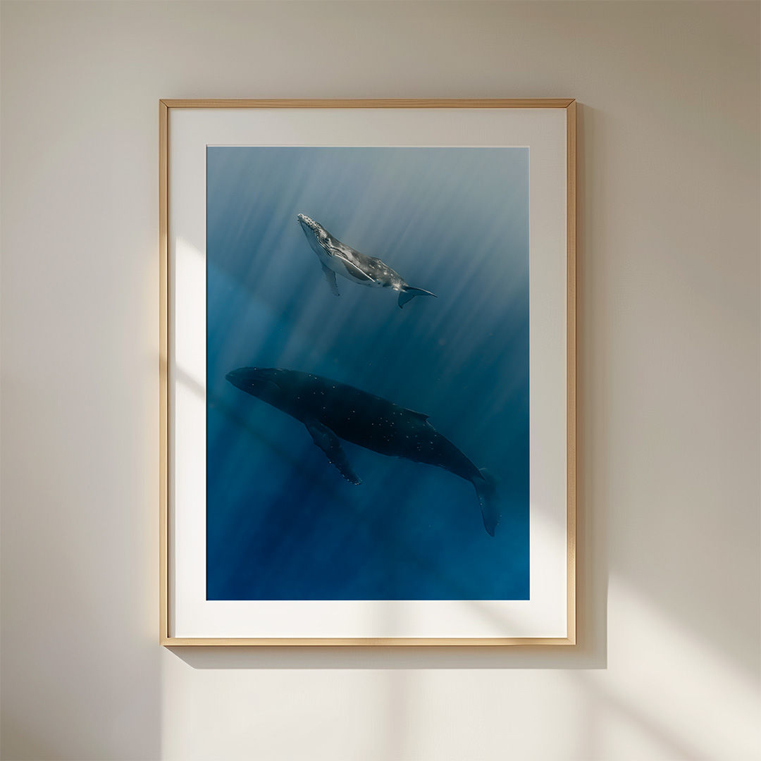 Fine art underwater photography print of a humpback whale mother and calf swimming in Moorea, French Polynesia