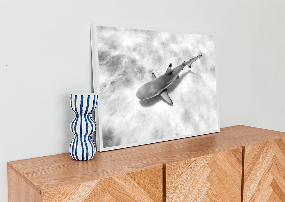 Mo'orea Black Tip Shark Photography Wall Art Print in Black and White by Eriocean