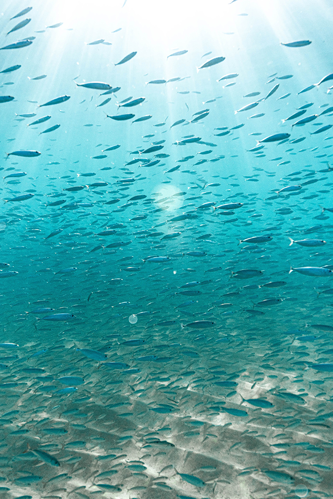 ハワイ　海の中の世界