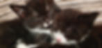 thumbnail_20190622_002448_edited_edited.jpg