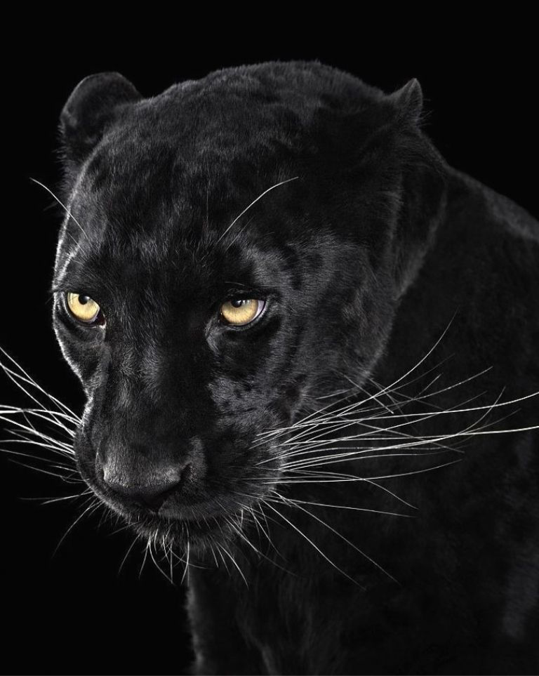 A black panther’s face in close-up, representing the wisdom and strength of a power animal