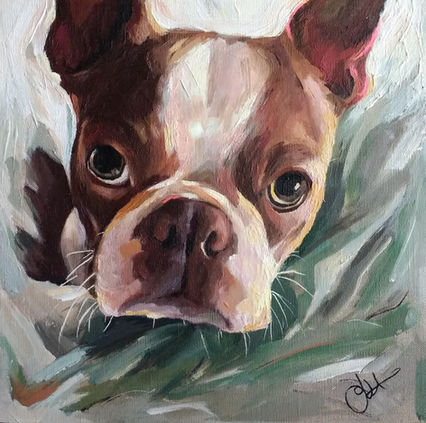 Acrylic painting of a brown and white Boston Terrier