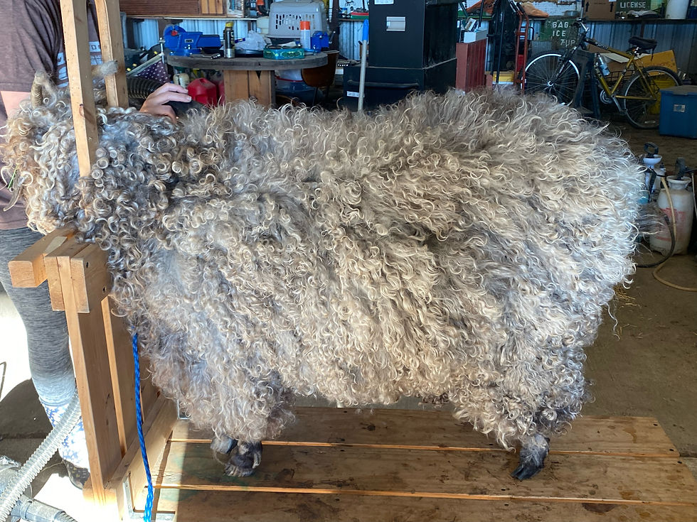 first shearing of Angora kid