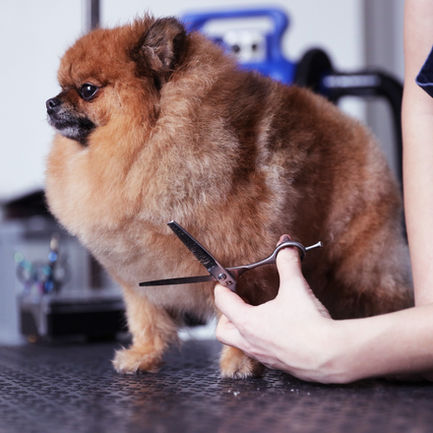 Hundesalon Kerpen, Galileos Cut & Style, Birgid Trötschel Hundepflege, Hundefriseur Kerpen, Hundepflege Kerpen, Tierpflege Kerpen, Galileos Hundesalon, Hundesalon Birgid Trötschel, Kerpen Hundesalon, Hundefrisör Kerpen, Hundepflegeleistungen, Tierpflegeexperte, Professionelle Hundebehandlung, Fellpflege für Hunde, Styling für Hunde, Haustierpflege Kerpen, Hundebad und -schnitt, Grooming für Hunde, Galileos Cut & Style Hundepflege, Experten für Haustierpflege, Hundesalon Kerpen, Galileos Cut & Style, Birgid Trötschel Hundepflege, Hundefrisör Kerpen, Tierpflege Kerpen, Fellpflege für Hunde, Hundebad und -frisur, Kerpen Haustierpflege, Galileos Hundesalon, Hundefrisuren Kerpen, Hundepflegeexperte Birgid Trötschel, Kerpen Tierpflegesalon, Haustierstyling in Kerpen, 	Galileos Cut & Style Hundepflege, Professionelle Hundefrisur in Kerpen, Hundesalon für Fellpflege, Kerpen Tierstylist, Hundewohlbefinden in Kerpen, 	Galileos Haustierfrisur, Birgid Trötschel Hundepflege-Salon