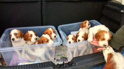 puppies in car with ruby attention