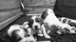 2 and a half week old IRWS puppies
