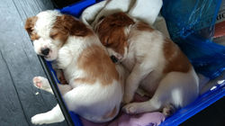 2 puppies 5 weeks asleep in blanket box