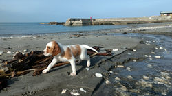 Brigid on beach