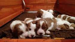 19 days old IRWS B litter puppies