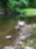 IMG_0199.jpeg