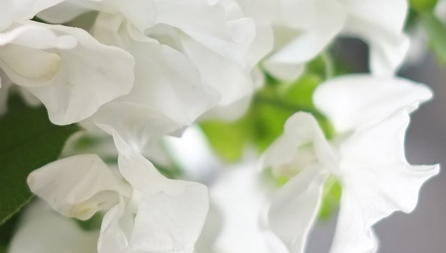 スイートピー：★★