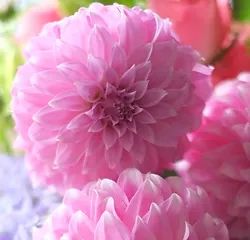 一年を通して使用可能な花 Iconicflower 一年を通して使用可能な花 Iconicflower