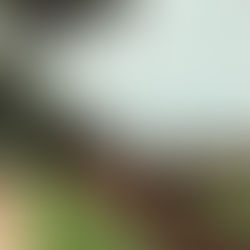 วัดมหาธาตุ (Wat Mahathat)