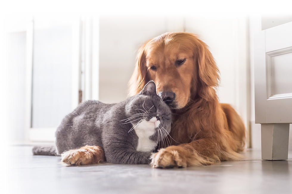 cat and dog_cat_dog_pets_cuddle_friends_blurred background.png