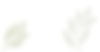 background_abstrat_mize drug_leaves-02.jpg