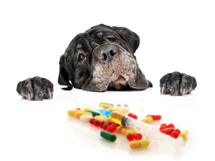 Dog with medicine