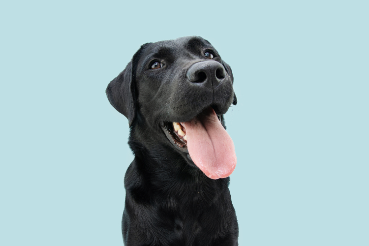 black lab dog looking at camera