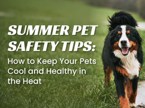 Summer Pet Safety Tips: How to Keep Your Pets Cool and Healthy in the Heat