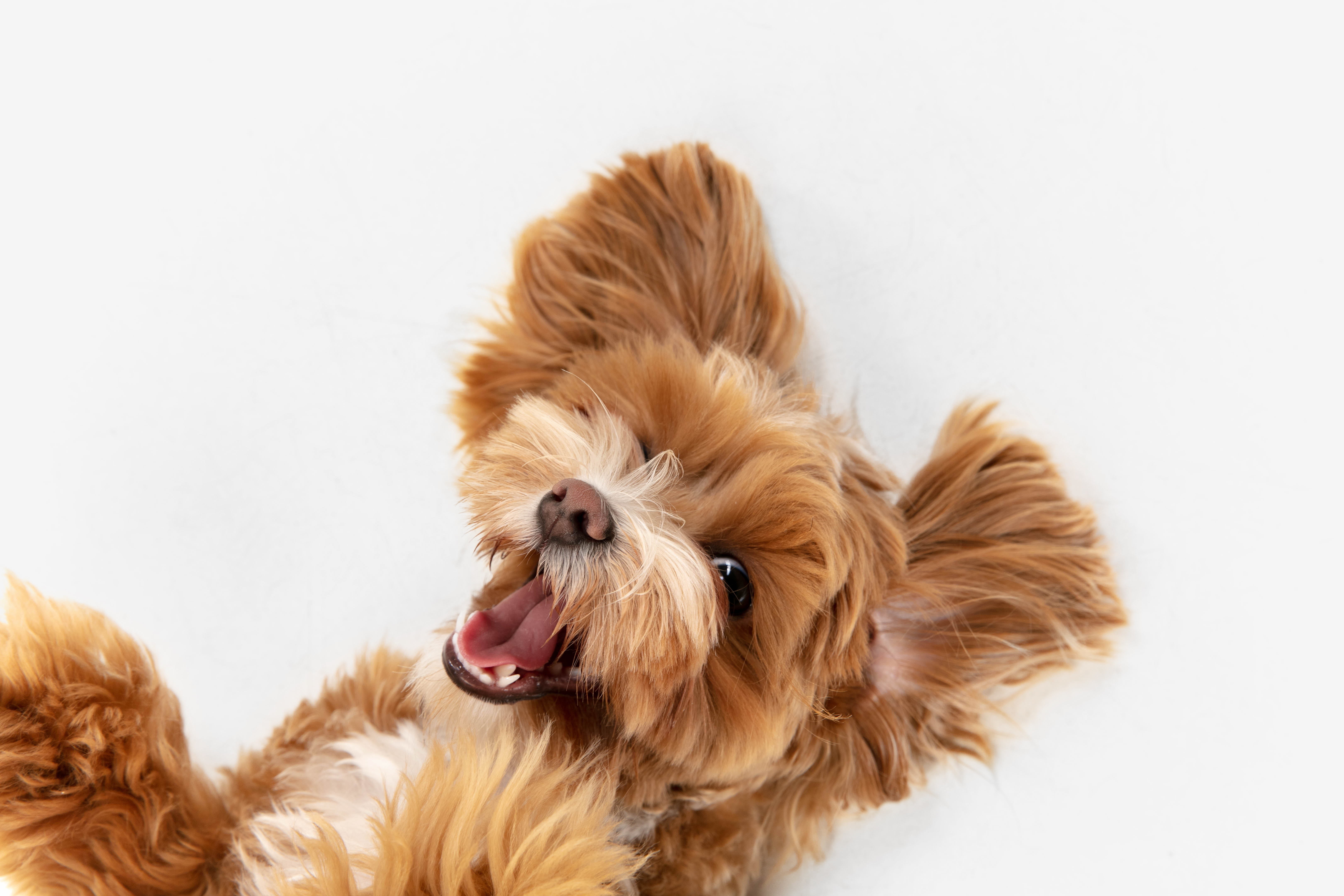 happy dog