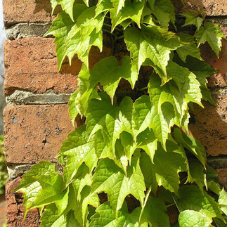 Ivy on wall. Specialist pointing by Gladstone Pointing Limited, West Bridgford, Notts
