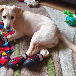 Holly's Special Buys
