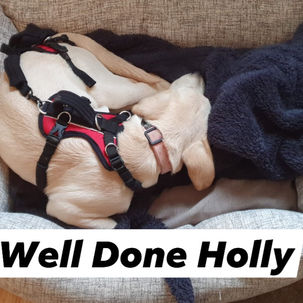 Holly goes for a Walk